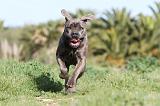 CANE CORSO 395